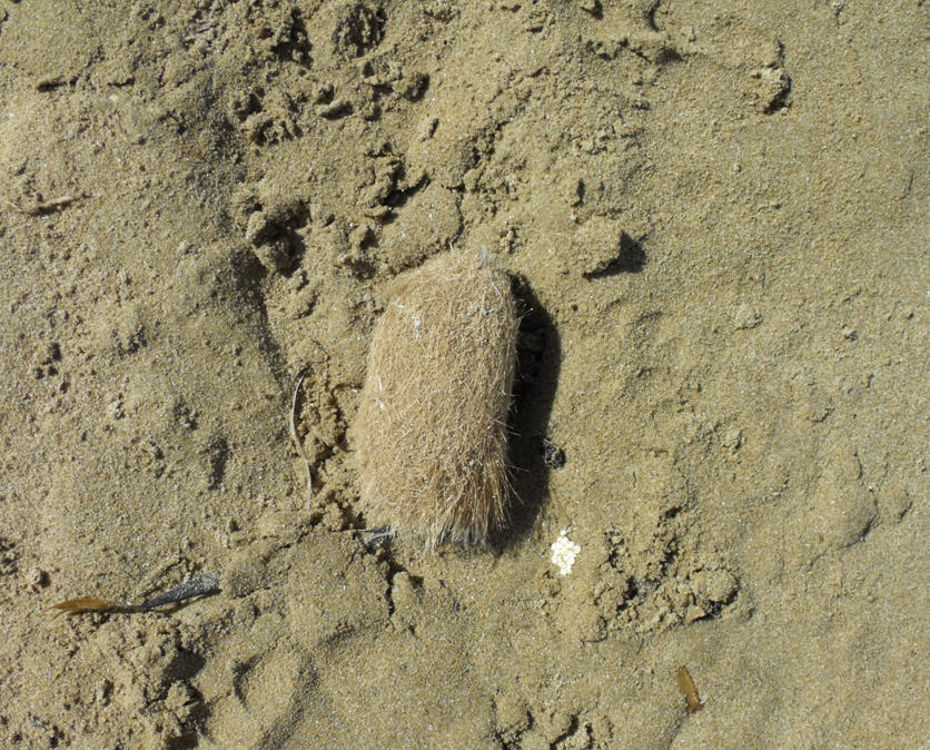 Egagropilo di Posidonia